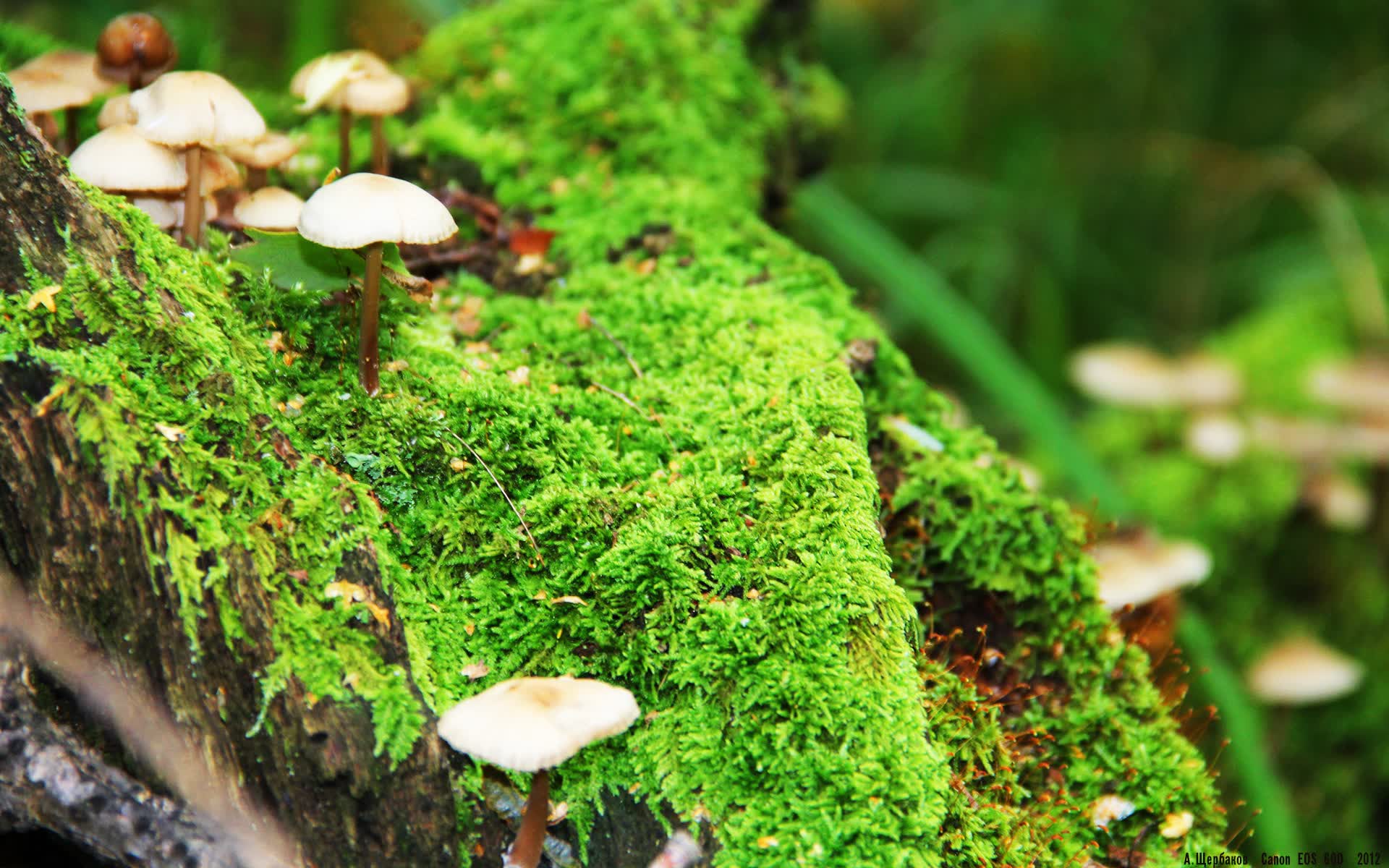 世界保龄球职业联赛海外市场拓展案例分享会举行，保龄球世界锦标赛